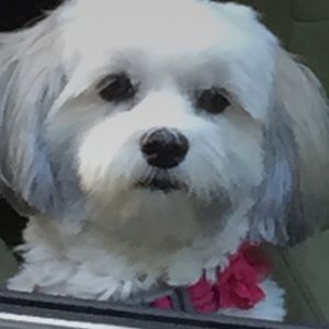 Meet your Posher, Ginny